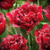 Луковицы тюльпанов сорт Cranberry Thistle #1