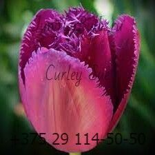 Луковицы тюльпанов сорт Curly Sue 11\12