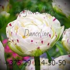 Луковицы тюльпанов сорт Danceline 12\+