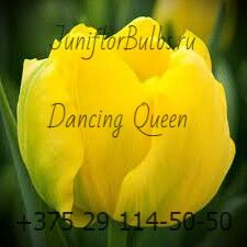 Луковицы тюльпанов сорт Dancing Queen 12+