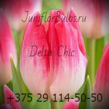 Луковицы тюльпанов сорт Delta Chic 11\12