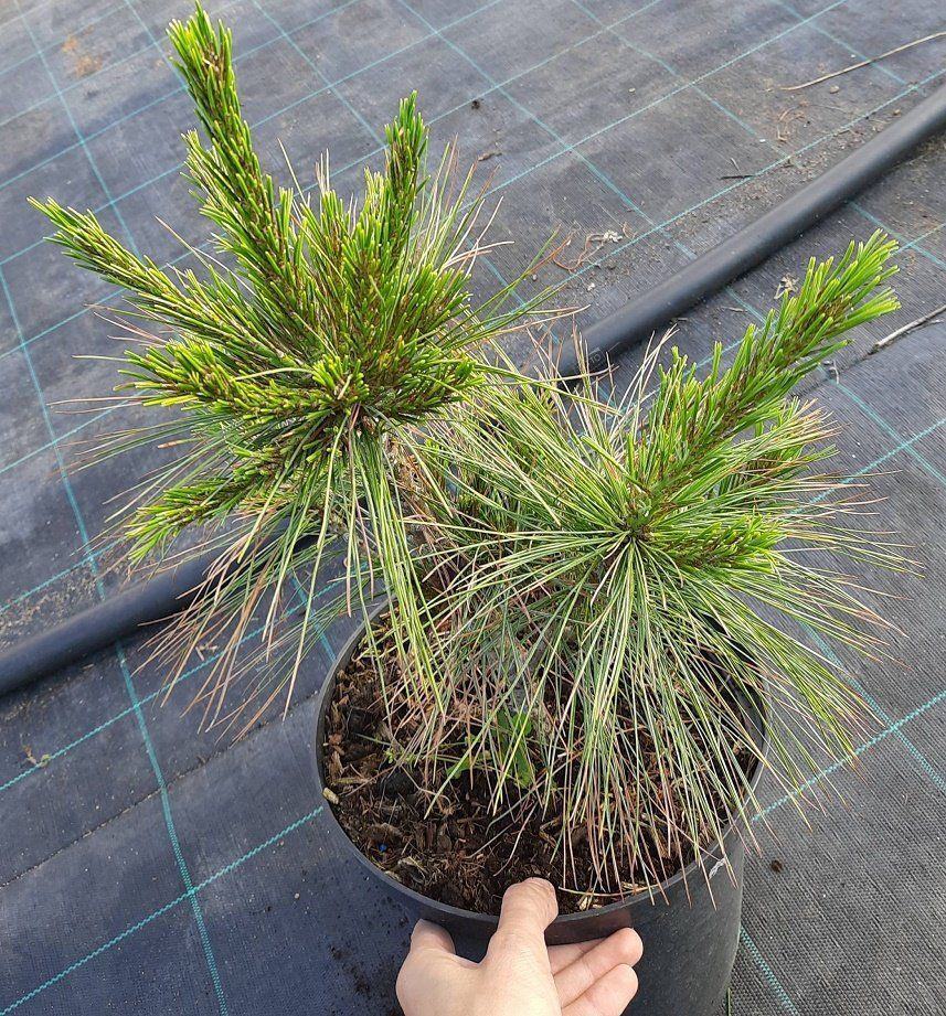 Сосна Шверина Витхорст Pinus schwerinii Wiethorst 5л (Н)
