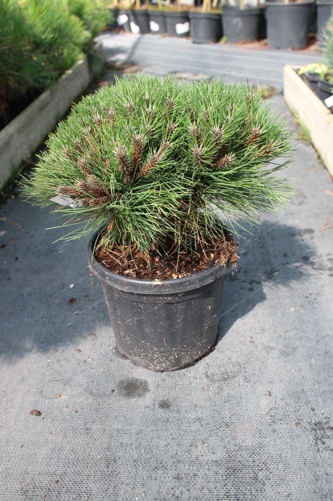 Сосна черная Мари Брегон 25/30 Pinus nigra Marie Bregeon 7,5л (Н)