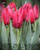 Луковицы тюльпанов сорт Delta Red #1