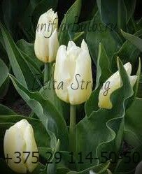 Луковицы тюльпанов сорт Delta Strong 12\+
