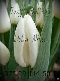 Луковицы тюльпанов сорт Delta White #1