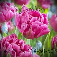 Луковицы тюльпанов сорт Dior 12+