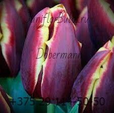 Луковицы тюльпанов сорт Dobermann 12\+
