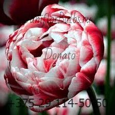 Луковицы тюльпанов сорт Donato 12\+