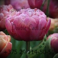 Луковицы тюльпанов сорт Double Cadillac 12\+