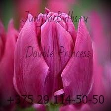 Луковицы тюльпанов сорт Double Princess 11\12