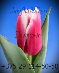 Луковицы тюльпанов сорт Downtown 11\12