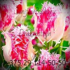 Луковицы тюльпанов сорт Drakensteyn 12\+