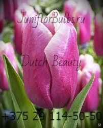 Луковицы тюльпанов сорт Dutch Beauty #1