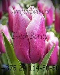 Луковицы тюльпанов сорт Dutch Beauty 12\+