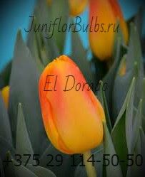 Луковицы тюльпанов сорт El Dorado 11\12