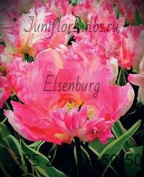 Луковицы тюльпанов сорт Elsenburg 12+