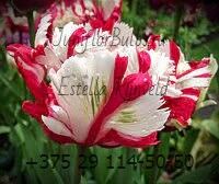 Луковицы тюльпанов сорт Estella Rijnveld 11\12