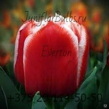 Луковицы тюльпанов сорт Everton #1