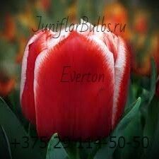 Луковицы тюльпанов сорт Everton 12\+