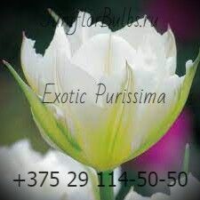 Луковицы тюльпанов сорт Exotic Purissima 11\12