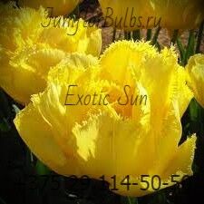 Луковицы тюльпанов сорт Exotic Sun 12\+