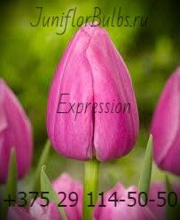 Луковицы тюльпанов сорт Expression 12\+