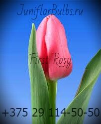 Луковицы тюльпанов сорт First Rosy 12+