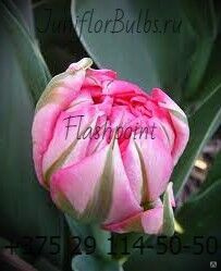 Луковицы тюльпанов сорт Flashpoint #1