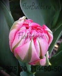 Луковицы тюльпанов сорт Flashpoint 1