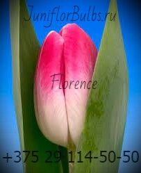 Луковицы тюльпанов сорт Florence 12+