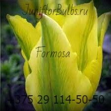 Луковицы тюльпанов сорт Formosa 12\+