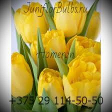 Луковицы тюльпанов сорт Homerun 12\+