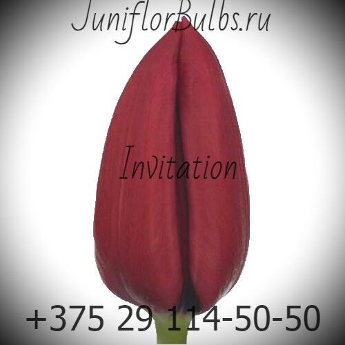 Луковицы тюльпанов сорт Invitation 12+