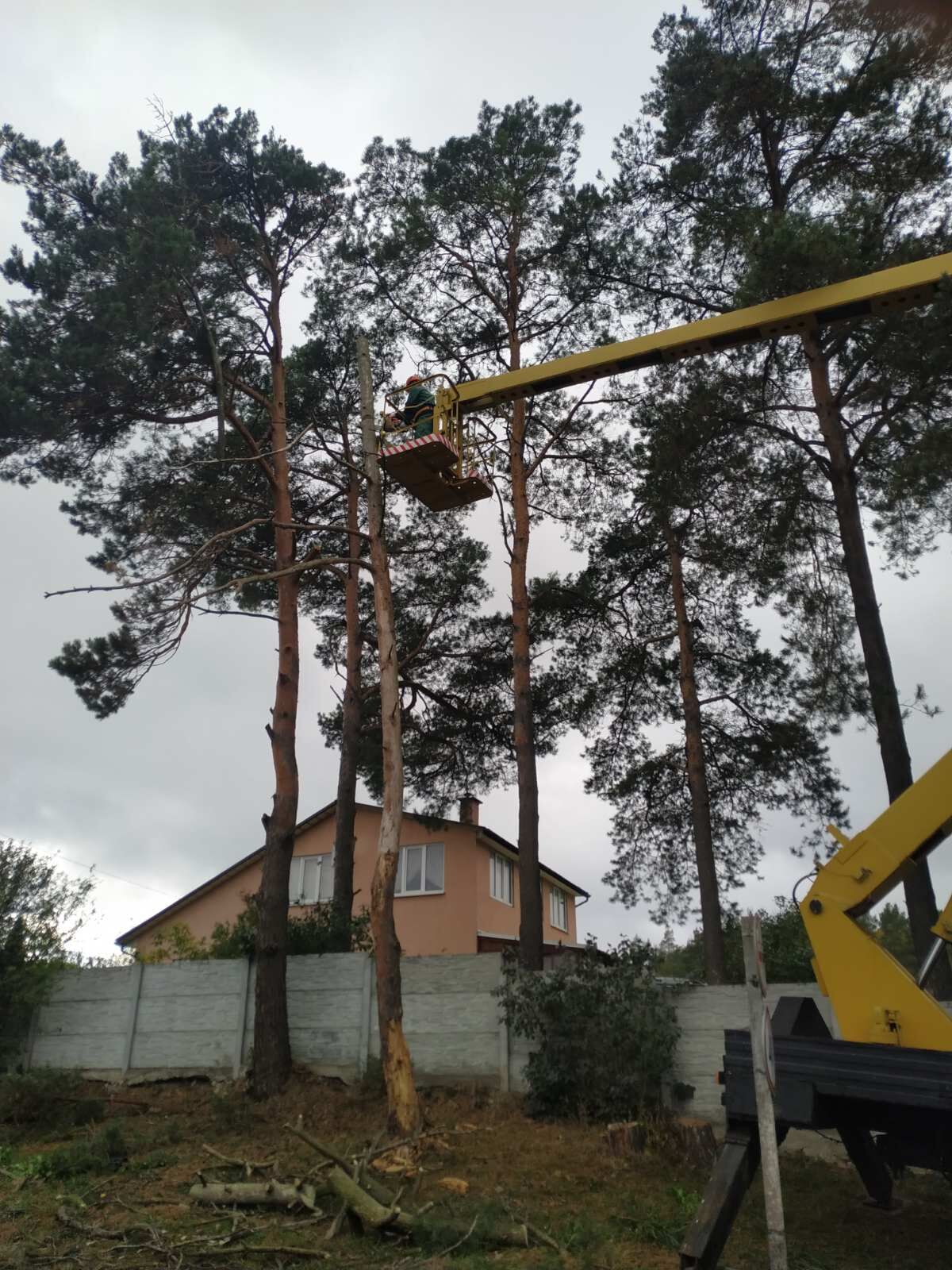 Спиливание деревьев в Гродно по выгодной цене - заказать на Пульсе цен