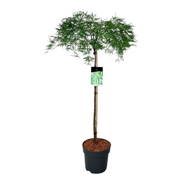 Клен дланевидный вар. рассеченный штамб 100см Acer palmatum var. dissectum 15л (Н)