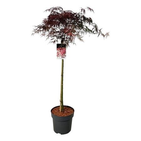 Клен дланевидный Гарнет штамб 100см Acer palmatum Garnet 15л (Н)