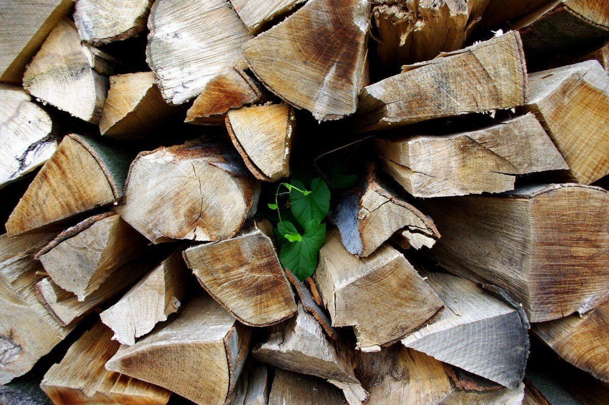 Купить дрова в спб с доставкой. Дерево дрова. Расколотое дерево. Дровяная древесина. Дрова колотые.